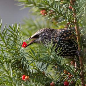 Common Starling