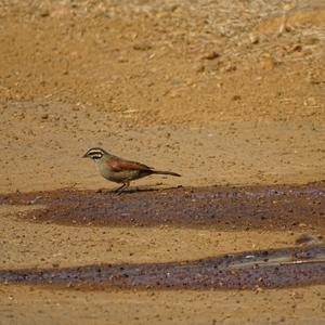 Cape Bunting