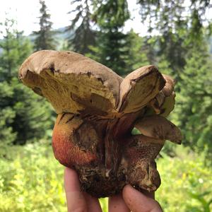 Scarlet-stemmed Bolete