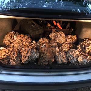 Hen-of-the-Woods