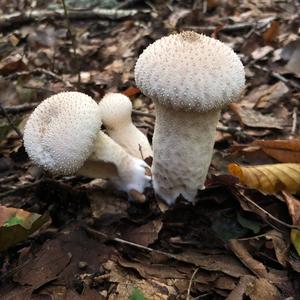 Gem-studded Puffball