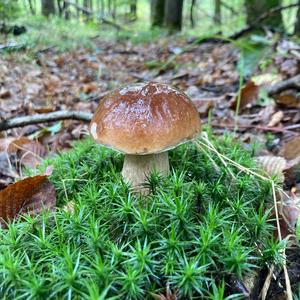 King Bolete