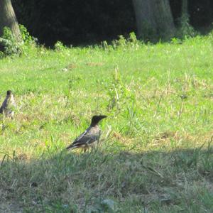 Hooded Crow