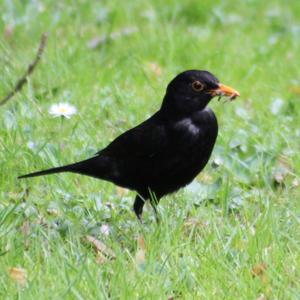 Eurasian Blackbird