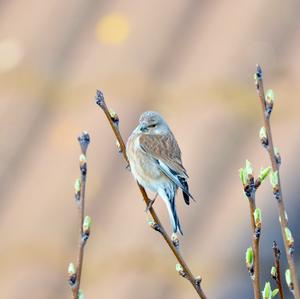 Eurasian Linnet