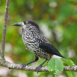 Spotted Nutcracker