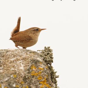 Winter Wren