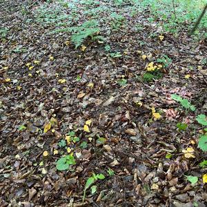 Chanterelle, Common