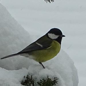 Great Tit