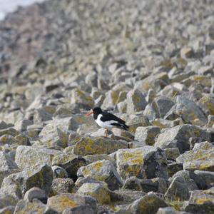 Eurasian Oystercatcher