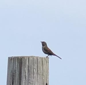 Song Sparrow