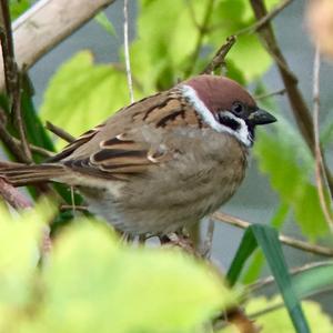 Eurasian Tree Sparrow