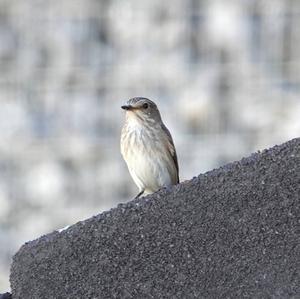 Spotted Flycatcher