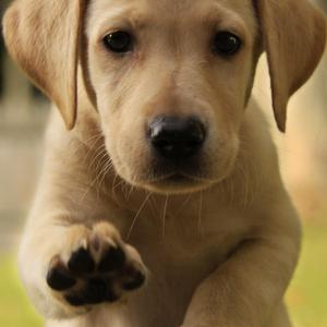 Retriever (Labrador)