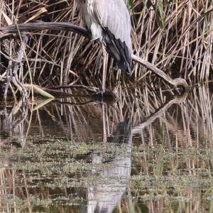 Grey Heron