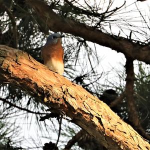 Eastern Bluebird