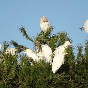 Cattle Egret