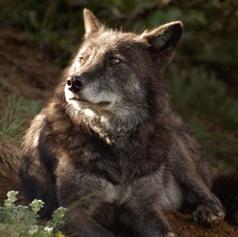 Norwegischer Elchhund