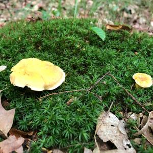 Chanterelle, Common