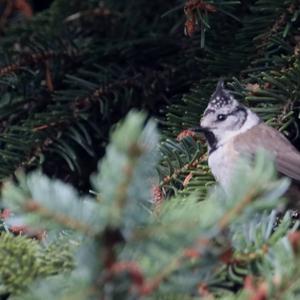 Crested Tit