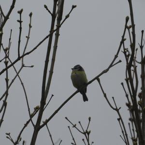 Blue Tit