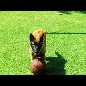 Belgian Tervuren