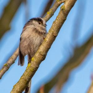 Long-tailed Tit