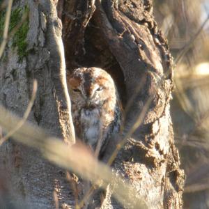 Tawny Owl