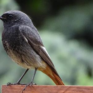 Black Redstart