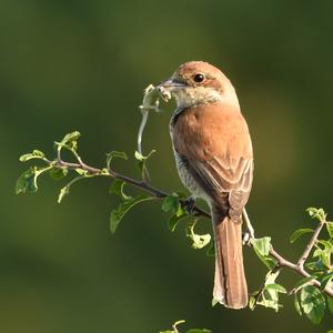 Red-backed Shrike