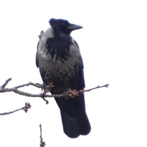 Hooded Crow