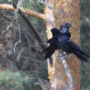 Common Raven