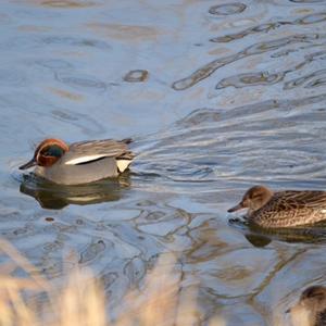 Common Teal