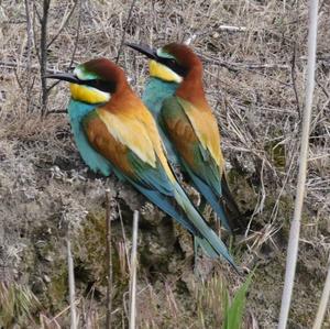 European Bee-eater