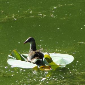 Common Moorhen