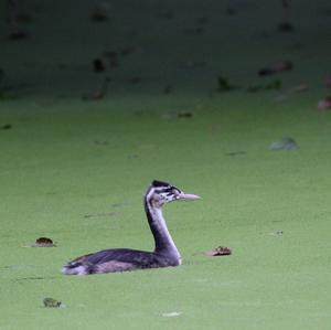 Great Crested Grebe