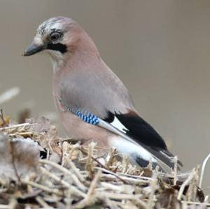 Eurasian Jay