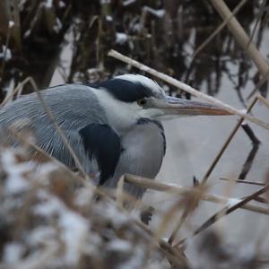 Grey Heron