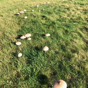 Parasol Mushroom