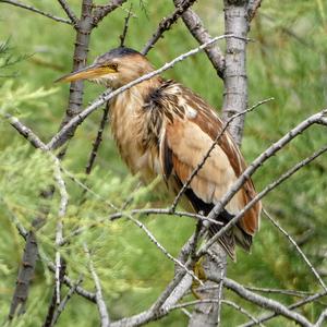 Little Bittern