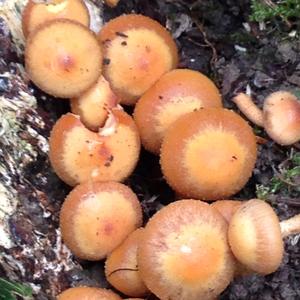 Changing Pholiota