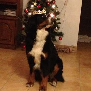 Bernese Mountain Dog