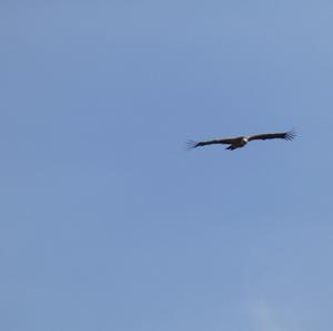 Griffon Vulture