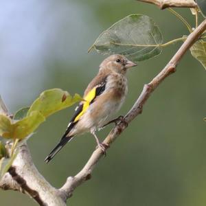 European Goldfinch