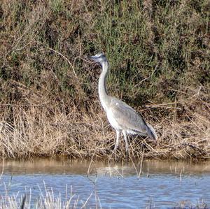 Grey Heron