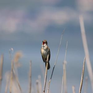 Great Reed-warbler