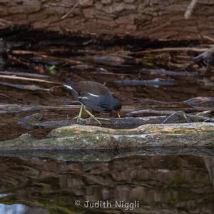 Common Moorhen