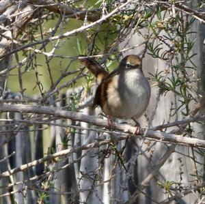 Cetti's Warbler