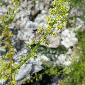 Wild Mignonette