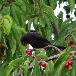 Eurasian Blackbird